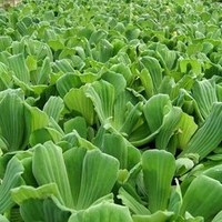 Pistia stratiotes Plants