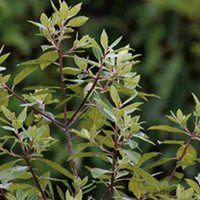 Pittosporum Tenuifolium Plant - Limelight