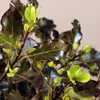 Pittosporum Tenuifolium Plant - Tom Thumb