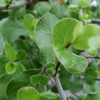 Pittosporum Tenuifolium Plant - Wrinkled Blue