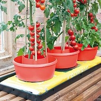 Plant Halos - Red (Pack of 3)