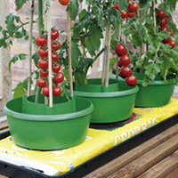 Plant Halos