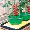 Plant Halos (Pack of 6)