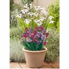 Plant-o-Mat Classic - Acidanthera/Brodiaea