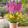 Plant-O-Mat Classic - Gladiolus/Freesia