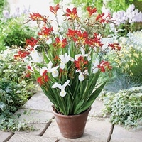 Plant-O-Mat Summer Bulb Tray Classic - Crocosmia/Iris