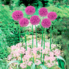 Plant-O-Tray Classic Preplanted Bulbs - Allium