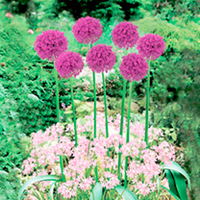 Plant-O-Tray Classic Preplanted Bulbs - Allium