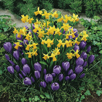 Plant-O-Tray Classic Preplanted Bulbs - Narcissus/Crocus