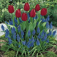 Plant-O-Tray Classic Preplanted Bulbs - Tulip/Muscari