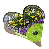 Plant-O-Tray Heart Preplanted Bulbs - Narcissus and Crocus