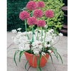 Plant-O-Tray Patio Pre-planted Bulbs - Allium