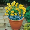Plant-O-Tray Patio Pre-planted Bulbs - Narcissus and Scilla