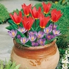 Plant-O-Tray Patio Pre-planted Bulbs - Tulip and Crocus
