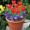 Plant-O-Tray Patio Pre-planted Bulbs - Tulip/Crocus