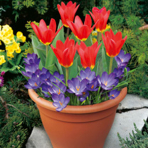 Plant-O-Tray Patio Pre-planted Bulbs - Tulip/Crocus