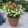 Plant-O-Tray Patio Preplanted Bulbs - Tulip/Narcissus