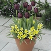 Plant-O-Tray Patio Preplanted Bulbs - Tulips