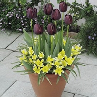 Plant-O-Tray Patio Preplanted Bulbs - Tulips