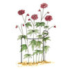 Plant Support Cradles
