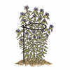 Plant Support Hoops - 60cm (24) tall x 20cm (8) dia. Pack of 6