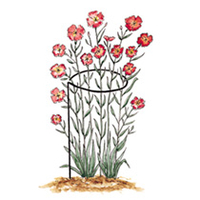 Plant Support Hoops - 75cm (30) tall x 30cm (12) dia. Pack of 6