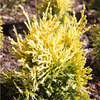 Platycladus or. Plant - Pyramidalis Aurea (Thuja)