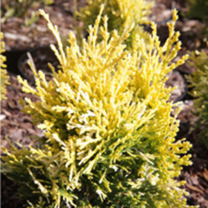 Platycladus or. Plant - Pyramidalis Aurea (Thuja)