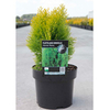 Platycladus orientalis Plant - Aurea Nana (Thuja)