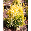 Platycladus orientalis Plant - Fleck