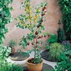 Plum Duo-plum Patio Standard