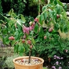 Plum Dwarf Fruit Tree - Victoria
