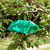 Plum Moth Refill Pack