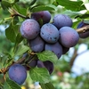 Plum (Prunus) Herman