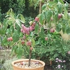 Plum (Prunus) Victoria Patio Standard (St Julien)