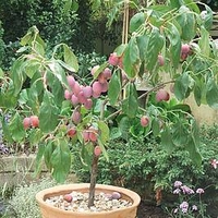 Plum (Prunus) Victoria Patio Standard (St Julien)
