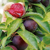 Plum Tree - Beauty