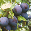 Plum Tree - Marjorie