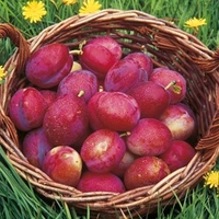Plum Tree - Victoria