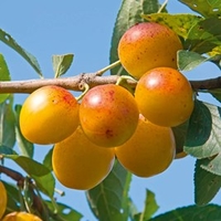 Plum Tree - Yellow Pershore