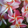 Plumeria Plant - Divine