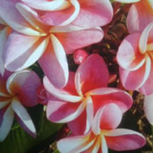 Plumeria Plant - Divine