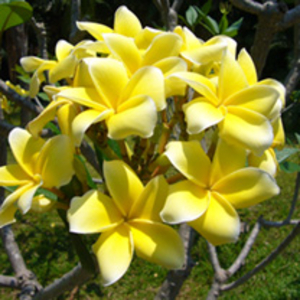 Plumeria Plant - Inca Gold