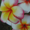 Plumeria Plant - Thumbelina