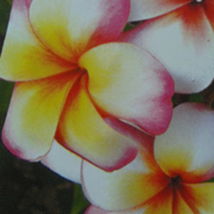 Plumeria Plant - Thumbelina