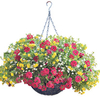 Plunge Pot - Double Delight