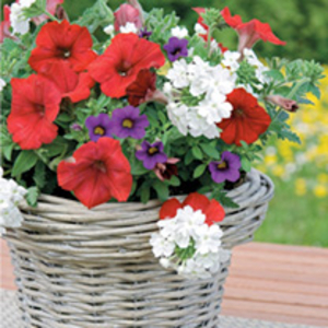 Plunge Pot - Liberty Bell