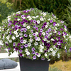Plunge Pot - Shades of Blue