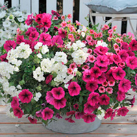 Plunge Pot Plants - Mountain Majesty