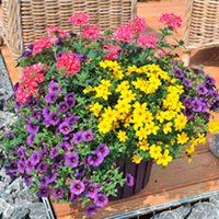 Plunge Pot Plants - Spring Break